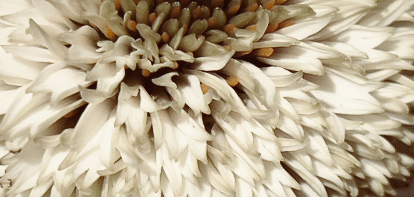 white dahlia close up wallpaper texture