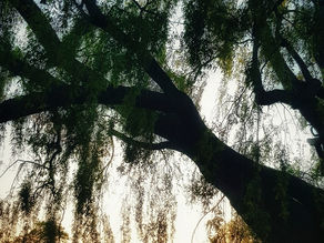 We Are Trees
