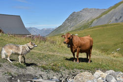 HEAVEN face à une vache Tarine