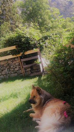 Heureux dans mon parc privé!