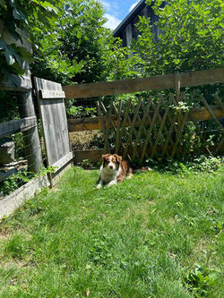 Rubis dans le petit jardin clos