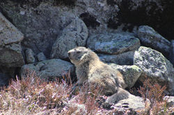 marmotte