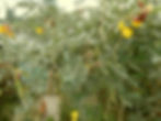 Pigeon pea