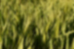 Barley