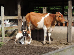 Animais Fazendinha Nossa Terra