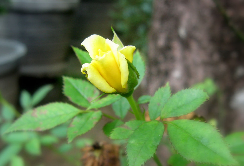Yellow_Rose.jpg