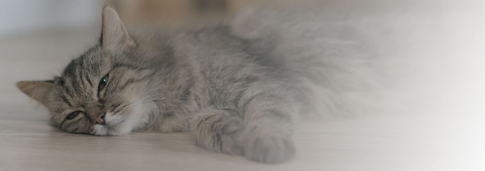 Cat health