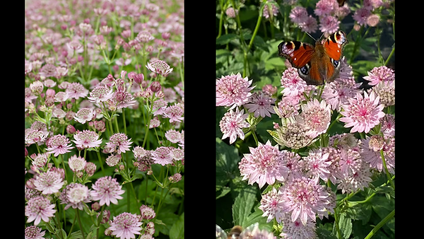 Astrantia.png