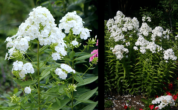 Phlox white .png