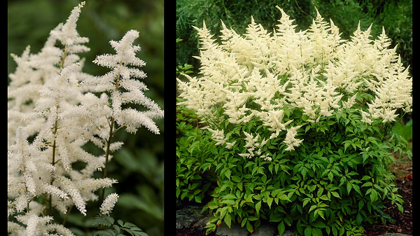 Astilbe white.png