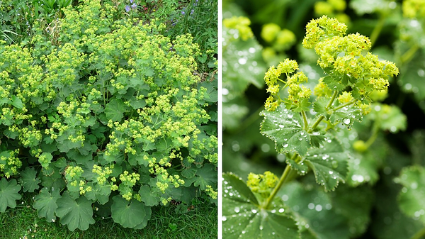 ALCHEMILLA non PP.png