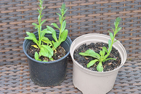 Veronica gentianoides.jpg