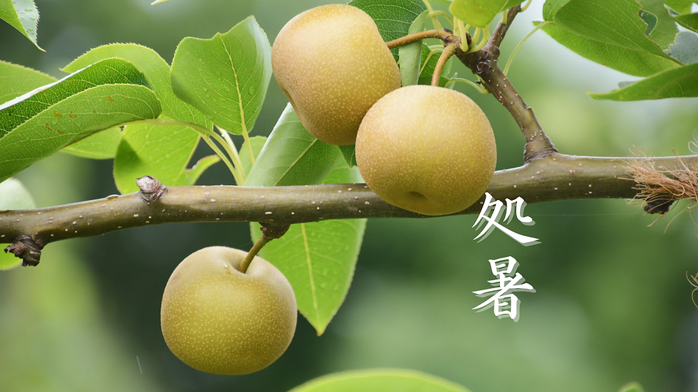 段落テキスト (1)