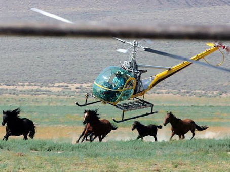 WILD HORSE MEDICINE