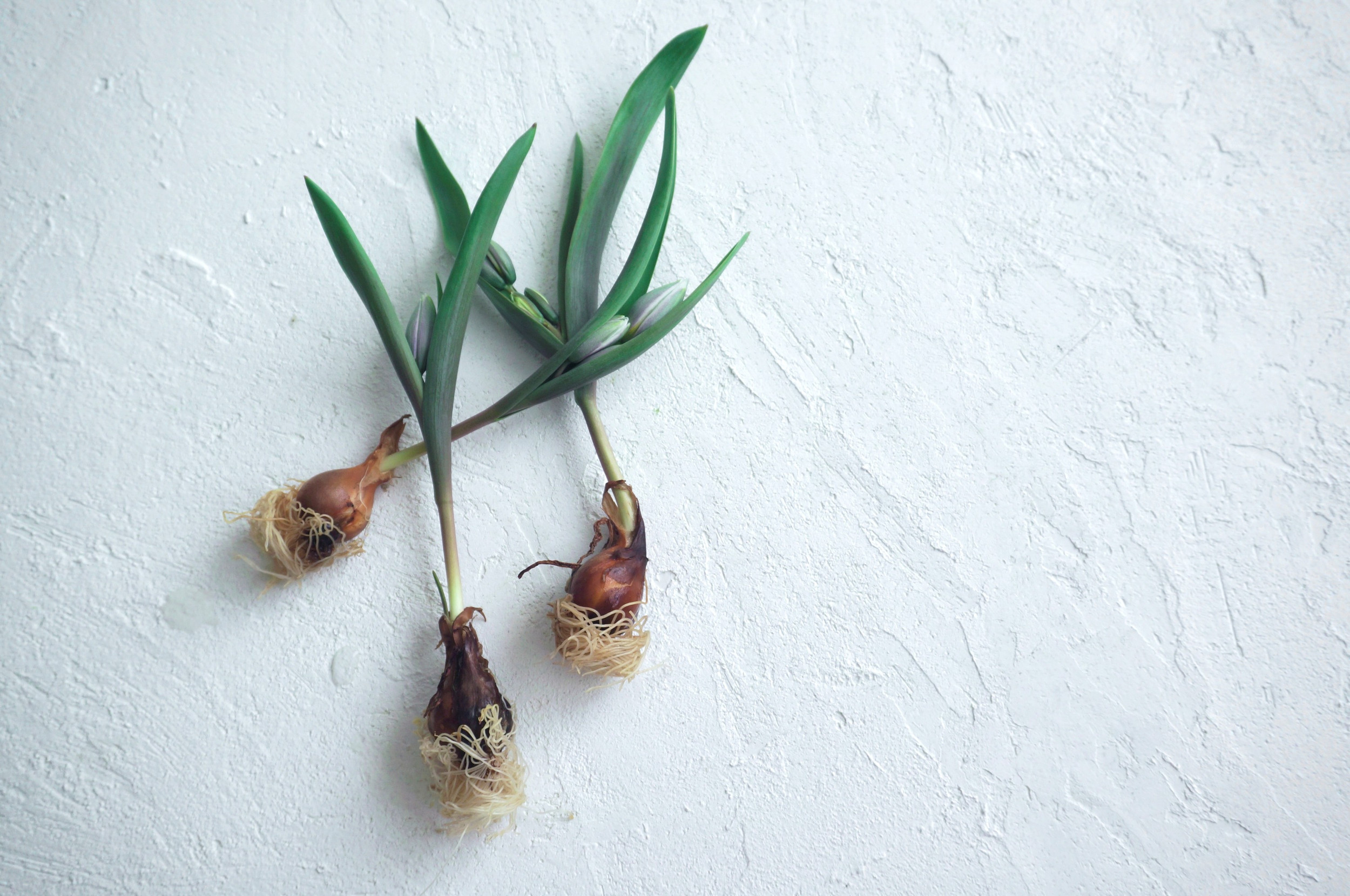 花屋 植物 古道具 Bulb 世田谷区