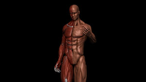 Anatomy Study – High Poly Sculpt
