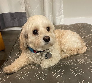 Dog Sitting Photo_edited.jpg