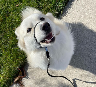 Dog Walking Photo_edited.jpg