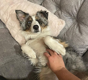 Doggy Break Photo_edited.jpg