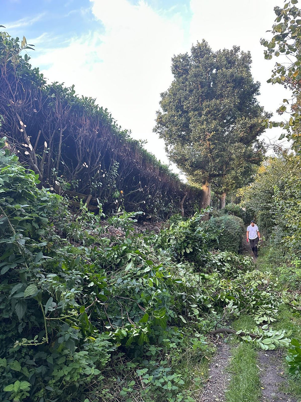 Archie's Landscapes - Hedges