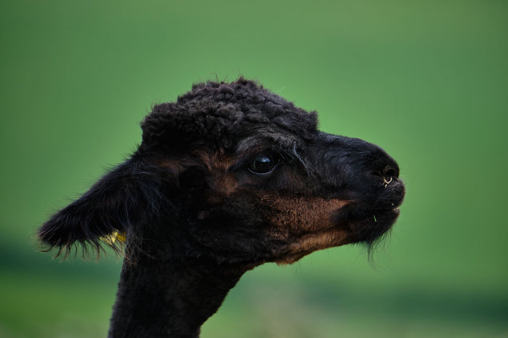 How to Treat Tooth Abscesses in Alpacas