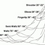 Thumbnail: Light Blue Wedding Veil  #4015