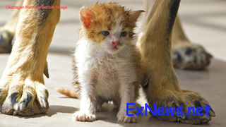 Hearts for Paws Returns to Vernon 