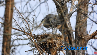 Blue Herons Return to Nest in Downtown Vernon