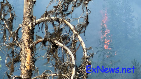 Wildfire near Needles grows to 260 hectares, remains out of control