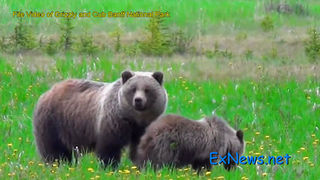 Wife Saves Husband from Grizzly Attack in West Creston