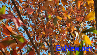 Trees, Shrubs and Flowers Show Stress Under Stage 3 Water Restrictions