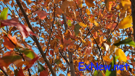 Trees, Shrubs and Flowers Show Stress Under Stage 3 Water Restrictions