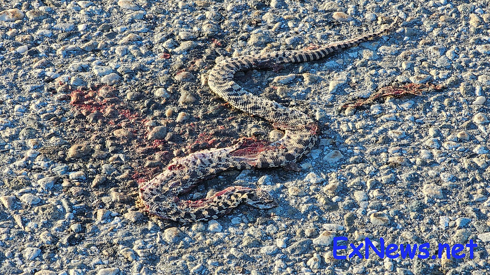 Gopher snakes on the move in Coldstream as fall denning season begins