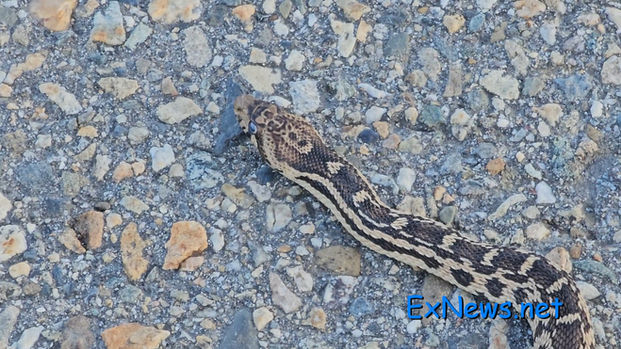 Gopher snakes on the move in Coldstream as fall denning season begins