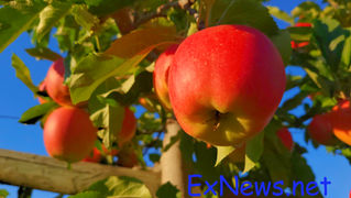 Water Restrictions Put North Okanagan Orchards in "Danger Zone"