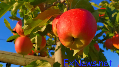 Water Restrictions Put North Okanagan Orchards in "Danger Zone"