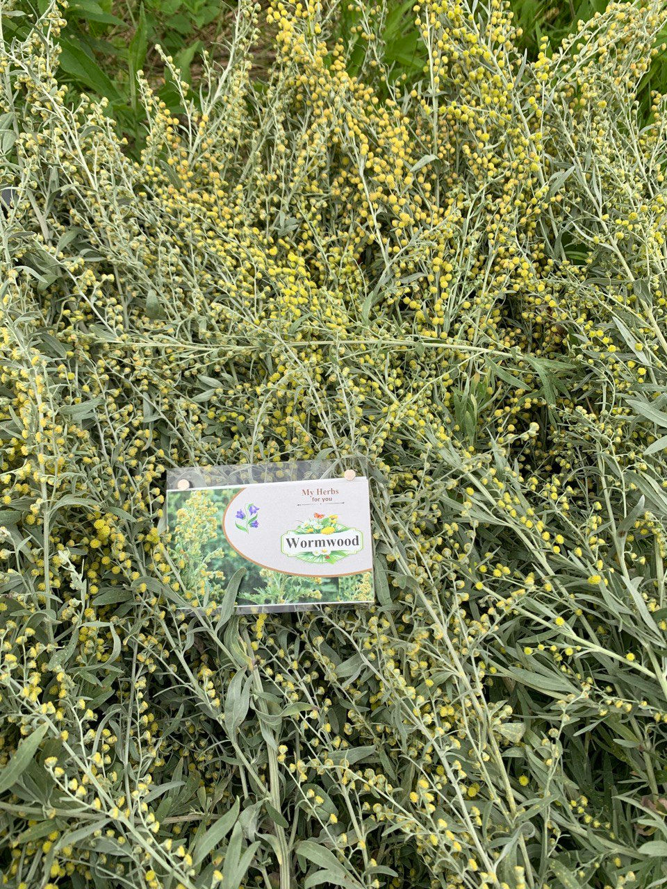Thumbnail: Green plant with a label reading: 