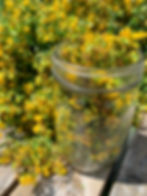 Thumbnail: Jar filled with yellow flowers, with more flowers in the background.