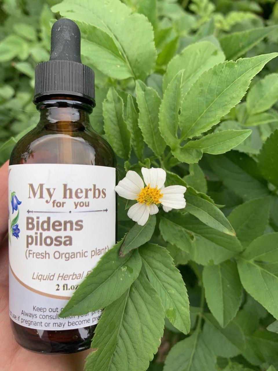 Thumbnail: Bidens pilosa extract bottle with flower; My herbs for you, Liquid Herbal Extract