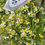 Thumbnail: Chamomile flowers with white petals and yellow centers in a bunch.