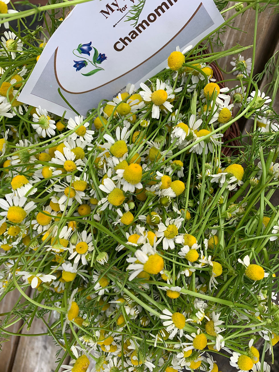 Thumbnail: Chamomile flowers with white petals and yellow centers in a bunch.