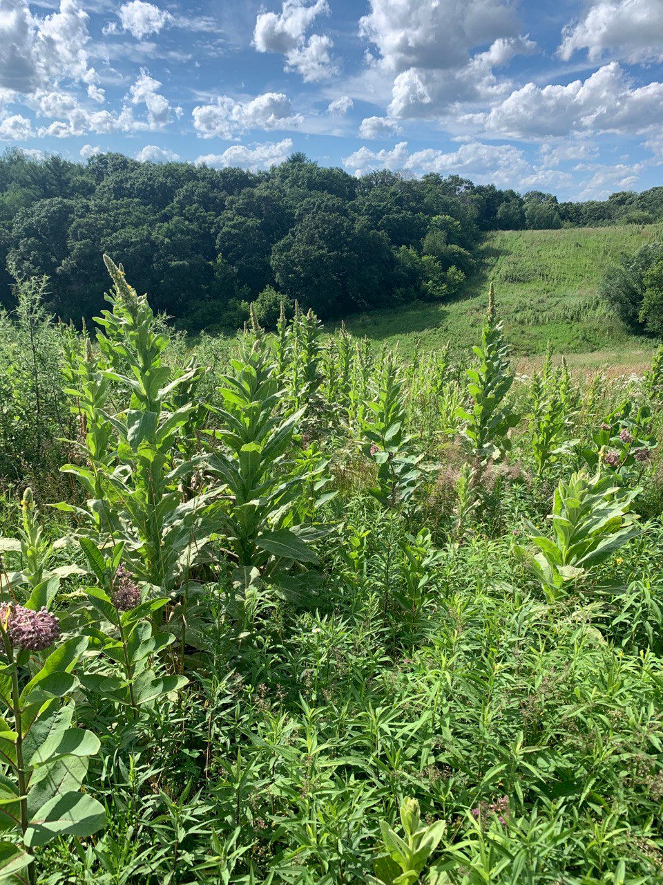 Thumbnail: Green plants in field, trees on the horizon, blue sky with white clouds.