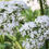 Thumbnail: Close-up of white flowers, WILLOW Herbal Extract (Alcohol Free), Organic, in natural environment.