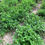 Thumbnail: Green plants growing in soil, healthy foliage, nature background. 