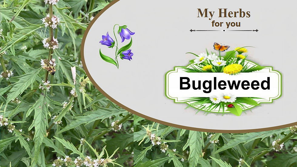 Thumbnail: Bugleweed herbal extract, flowers, My Herbs for you, MILK THISTLE Herbal Extract (Alcohol Free), Organic.