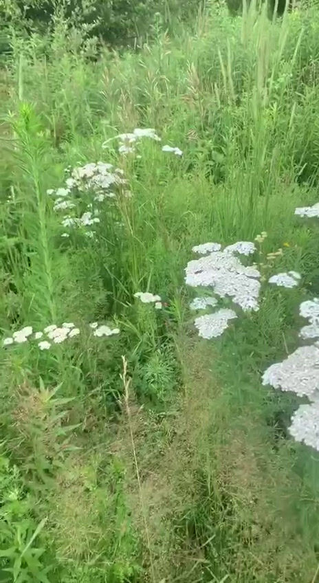 Thumbnail: YARROW Herbal Extract (Alcohol Free), Organic