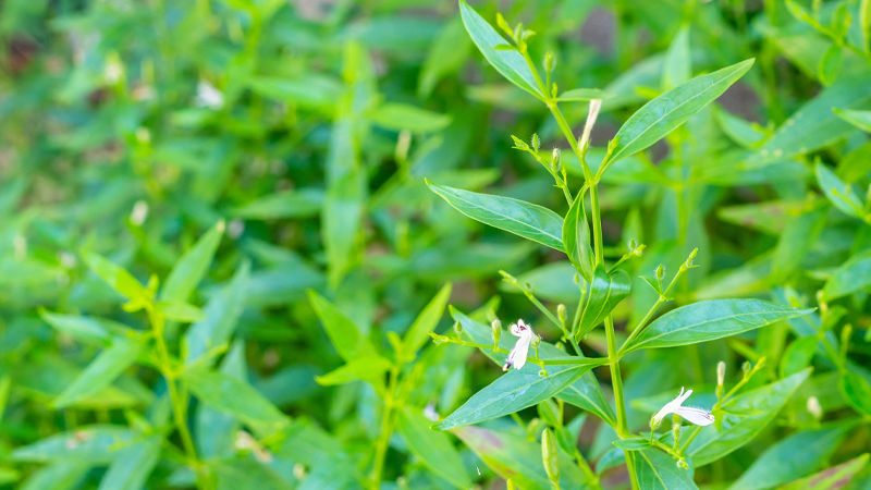 Thumbnail: Green Andrographis paniculata plant with small white flowers, natural foliage background.