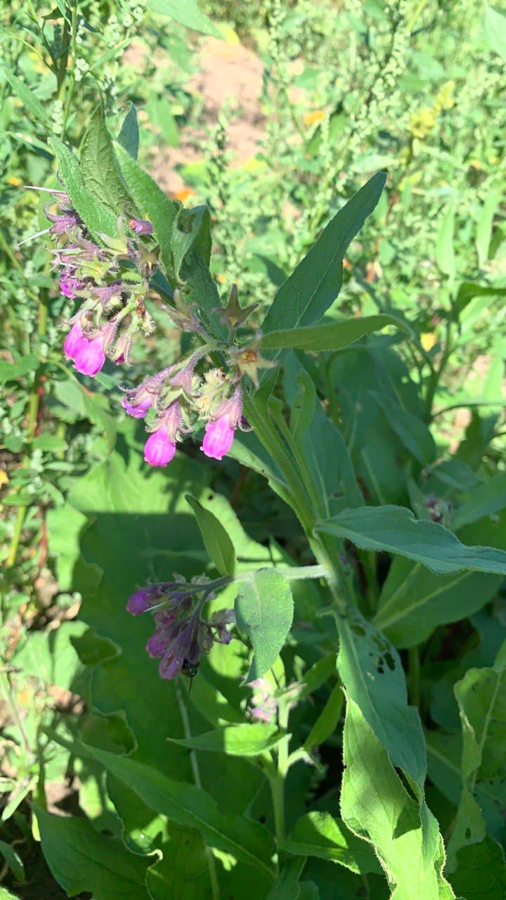 Thumbnail: Green plant with purple flowers growing in sunny outdoor garden setting.