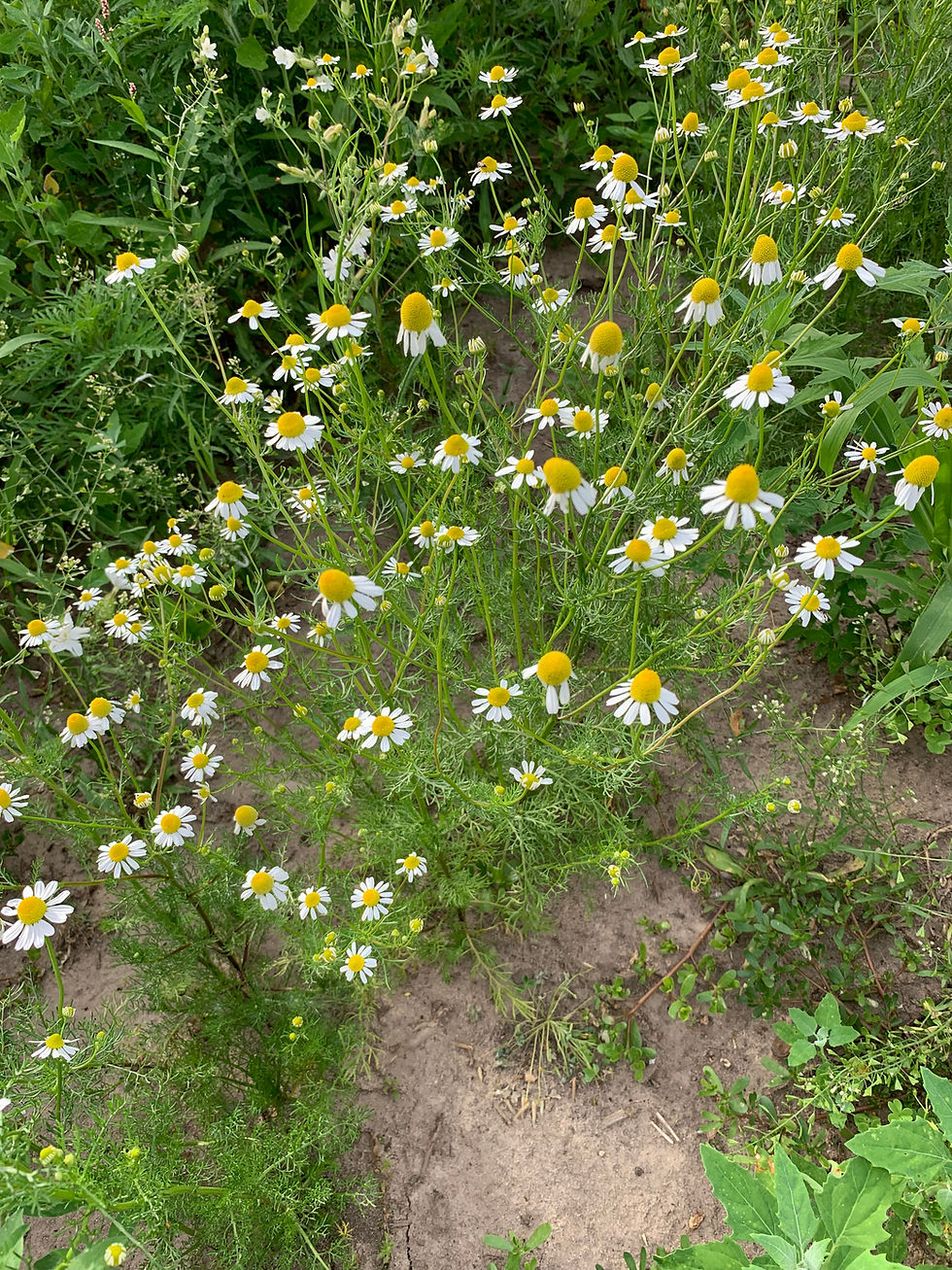 Thumbnail: White and yellow chamomile flowers blooming in a natural field environment.