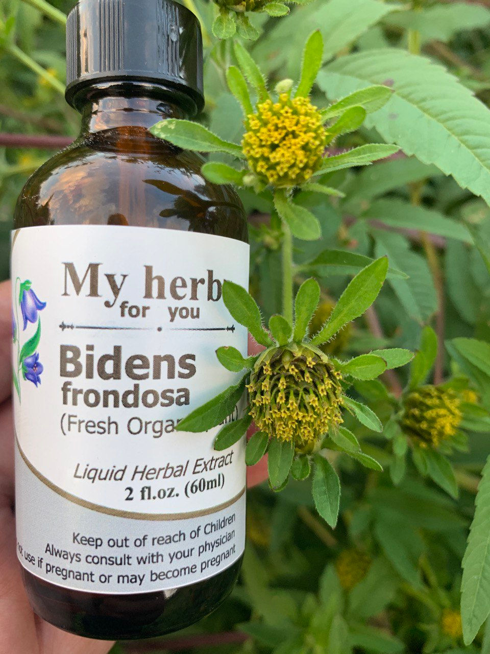 Bidens frondosa herbal extract with yellow flowers, My herb for you, organic.